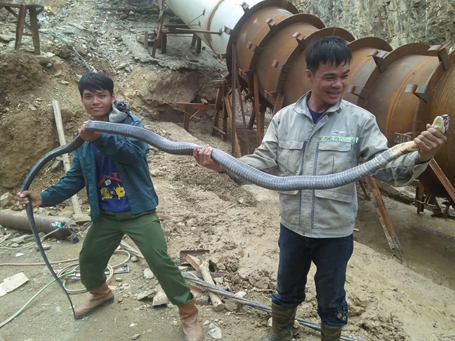 Nghệ[-]An:[-]Nhóm[-]công[-]nhân[-]liều[-]mạng[-]vây[-]bắt[-]rắn[-]hổ[-]mang[-]chúa[-]dài[-]hơn[-]3m