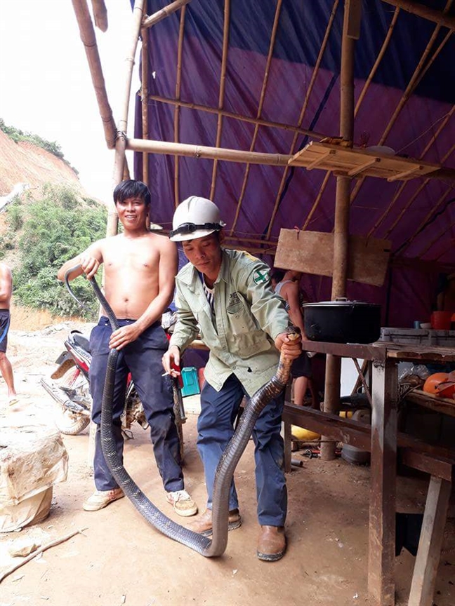 Nghệ[-]An:[-]Nhóm[-]công[-]nhân[-]liều[-]mạng[-]vây[-]bắt[-]rắn[-]hổ[-]mang[-]chúa[-]dài[-]hơn[-]3m
