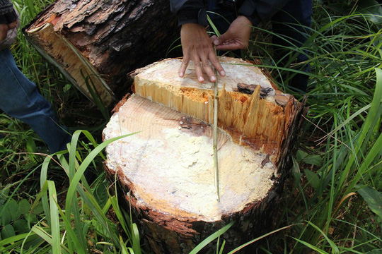 Lâm[-]Đồng:[-]Nhiều[-]ha[-]rừng[-]nguyên[-]liệu[-]giấy[-]"biến[-]mất"