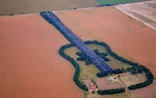 Khu[-]rừng[-]hình[-]guitar