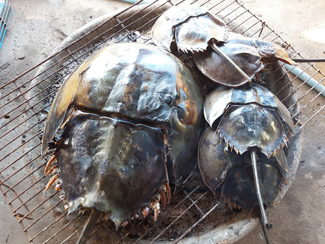 [-]độc[-]tố[-]cá[-]nóc[-]có[-]tính[-]bền[-]vững[-]cao.