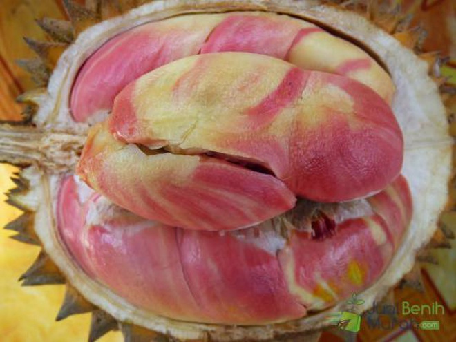 Loại[-]sầu[-]riêng[-]cầu[-]vồng[-]quý[-]hiếm[-]"có[-]một[-]không[-]hai"