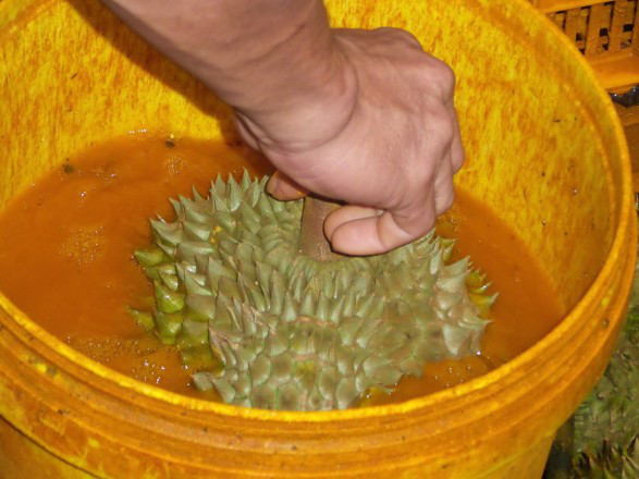 [-]Xử[-]phạt[-]nghiêm[-]hành[-]vi[-]nhúng[-]sầu[-]riêng[-]vào[-]hóa[-]chất[-]độc[-]hại[-]