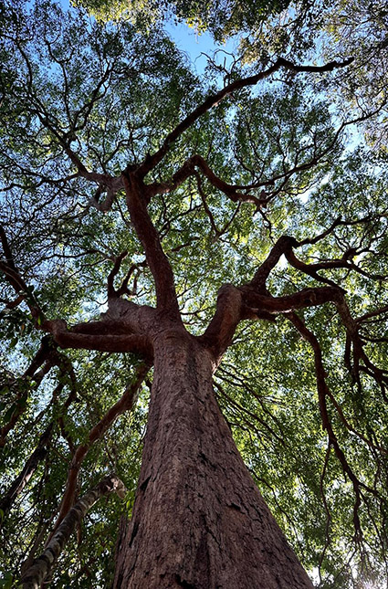 Có[-]rừng[-]là[-]có[-]tín[-]chỉ[-]carbon?