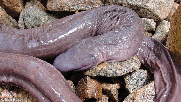 Loài[-]rắn[-]atretochoana[-]eiselti[-]dài[-]khoảng[-]1m[-]và[-]không[-]có[-]mắt