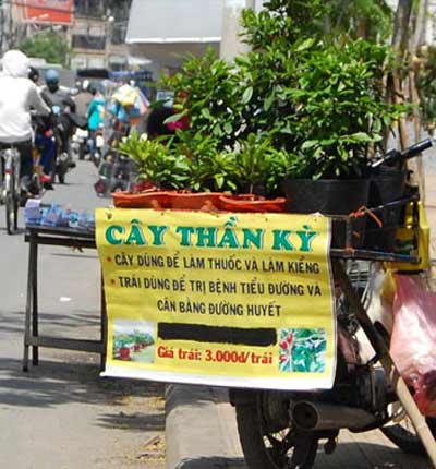 Cây[-]thần[-]kỳ[-]chẳng[-]hề[-]thần[-]kỳ