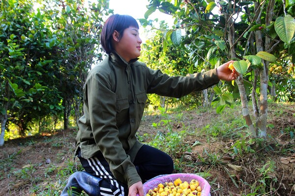 'Nữ[-]hoàng[-]trà'[-]giúp[-]nông[-]dân[-]Ba[-]Chẽ[-]lãi[-]đậm[-]dịp[-]Tết[-]Nguyên[-]đán