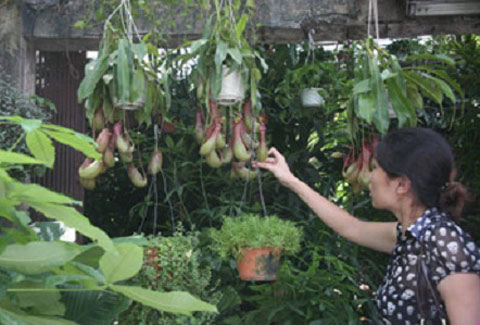 Phát[-]sốt[-]vì[-]thú[-]chơi...[-]cây[-]ăn[-]thịt