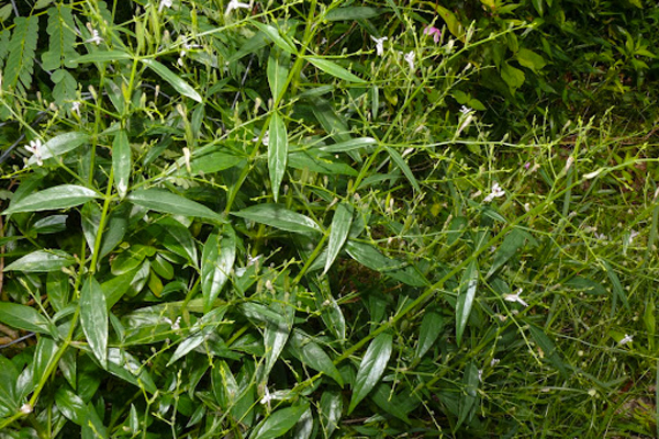 Vì[-]sao[-]chuyên[-]gia[-]khuyến[-]cáo[-]không[-]tự[-]ý[-]dùng[-]Xuyên[-]tâm[-]liên[-]để[-]dự[-]phòng,[-]điều[-]trị[-]Covid-19?