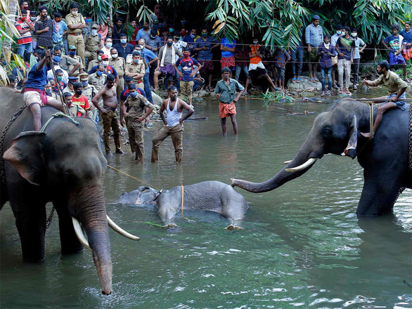 Voi[-]mang[-]thai[-]chết[-]vì[-]ăn[-]trái[-]cây[-]nhét[-]pháo[-]bên[-]trong