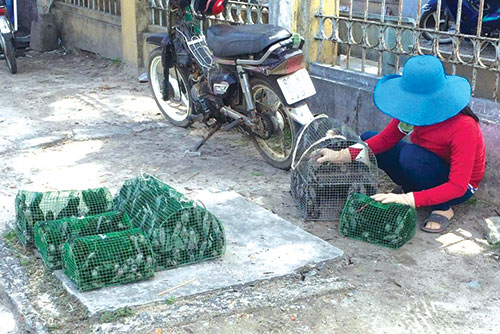 Báo[-]động[-]nạn[-]bắt[-]"chim[-]tiền[-]tỷ"[-]xẻ[-]thịt[-]bán[-]công[-]khai