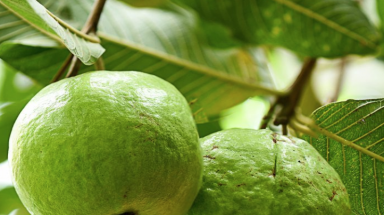  Lá ổi chứa chất chống ung thư