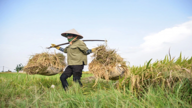  Nên hiểu thế nào về ”gạo cứu đói dịp Tết”?