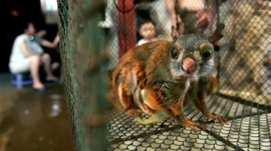  Tăng cường bảo vệ các loài hoang dã trong dịp Tết