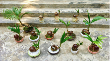 Độc lạ dừa bonsai chào Tết Giáp Thìn 2024