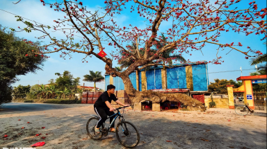  Cây gạo cổ trăm năm tuổi dáng thân rồng độc lạ ở Thái Bình