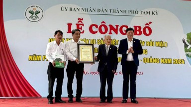 Cây Rỏi mật đầu tiên ở nước ta được công nhận Cây Di sản Việt Nam