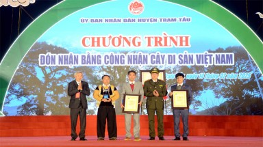  Những cây cổ thụ quý hiếm của tỉnh Yên Bái được công nhận Cây Di sản Việt Nam
