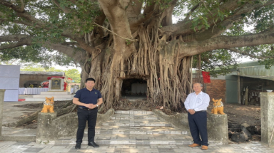 Bộ rễ khủng cây di sản trùm kín miếu thờ ở Quảng Nam