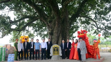 Cây Găng néo đầu tiên được công nhận Cây di sản Việt Nam