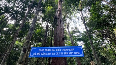 Sáu cây đầu tiên của tỉnh Kiên Giang được công nhận Cây Di sản Việt Nam