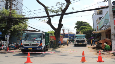 Đốn hạ gần 90 cây xanh mở rộng đường giảm ùn tắc sân bay Tân Sơn Nhất