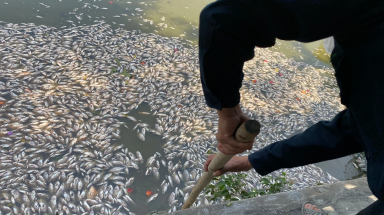 Cá chết nổi dày đặc hồ sinh thái Bàu Sen ở Bình Định