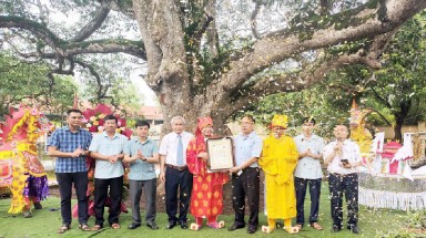 Cây Muỗm đình Ngò (Hà Nam) được công nhận cây Di sản Việt Nam