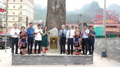 Mèo Vạc đón nhận danh hiệu “Cây Di sản Việt Nam” cho 4 cây cổ thụ