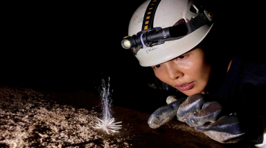  Phát hiện loài sinh vật lạ trong Vườn Quốc gia Phong Nha - Kẻ Bàng