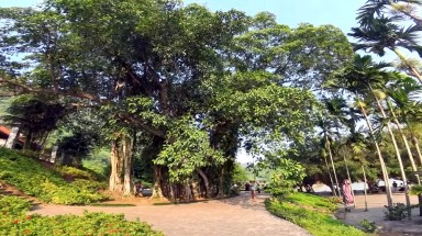   Thêm 6 cây cổ thụ lọt vào danh sách Cây Di sản Việt Nam