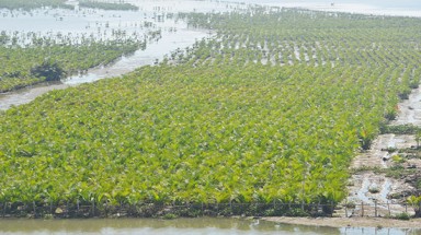Khôi phục rừng ngập mặn tại Quảng Nam: Giúp người dân có sinh kế bền vững