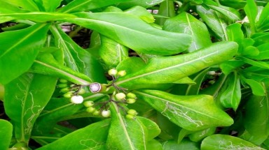  Cây Hếp (Bão táp) - cây làm thuốc ở Trường Sa