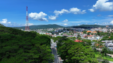 Đà Lạt đề xuất chặt hạ 108 cây thông ba lá để làm đường
