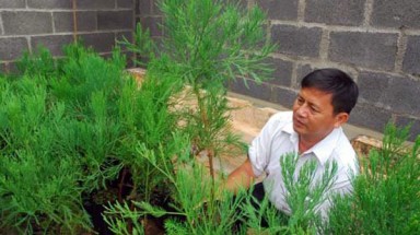  Thông nước: Cây Di sản làm thuốc