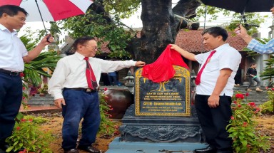  Cây Thị tại đền - chùa Thái, thành phố Hải Phòng được công nhận là Cây Di sản Việt Nam