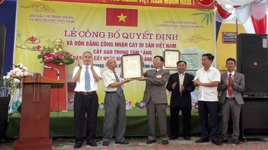  Làng Vạn Lộc tổ chức Lễ đón nhận Cây di sản Việt Nam vào đúng ngày Quốc khánh 2/9