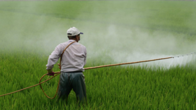  Người dân cần sử dụng thuốc diệt cỏ đúng cách