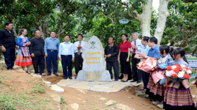  Quần thể Chè Shan tuyết cổ thụ đầu tiên của tỉnh Lào Cai được vinh danh Cây Di sản Việt Nam