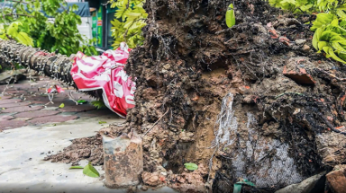  Cần công khai đơn vị trồng cây để nguyên bầu bọc