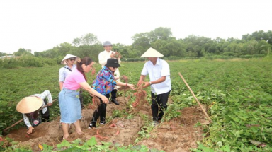  Công bố mô hình Du lịch nông nghiệp ấp Cồn Ông  