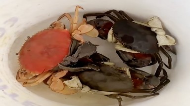 Cua biển có màu sắc như đã luộc chín ở Cà Mau