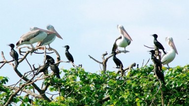  Bảo vệ và phát huy đa dạng sinh học vì sự phát triển bền vững