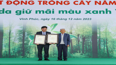  Cây đa và cây thông 1000 năm tuổi ở Vĩnh Phúc được công nhân Cây Di sản Việt Nam