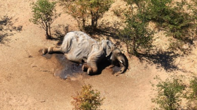 Voi chết hàng loạt ở Botswana do thiếu thức ăn