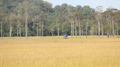  Cánh đồng lúa giữa rừng nguyên sinh Cát Tiên