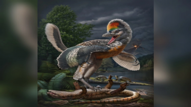  Phát hiện “thần điểu" giống khủng long bạo chúa T-rex